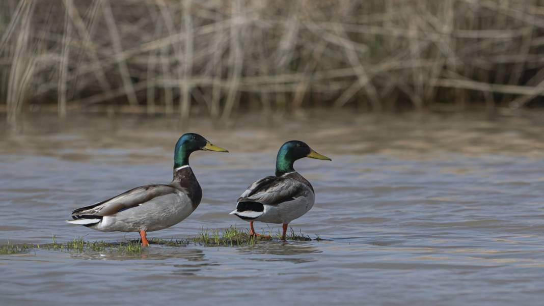 Van Gölü havzasında kuş popülasyonu artıyor 1