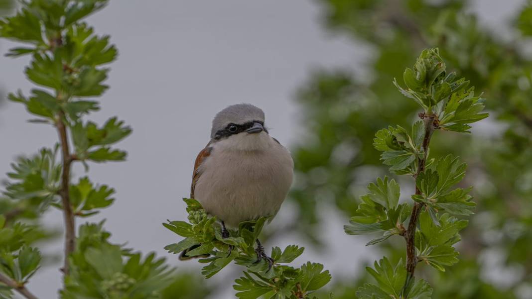 Van Gölü havzasında kuş popülasyonu artıyor 10