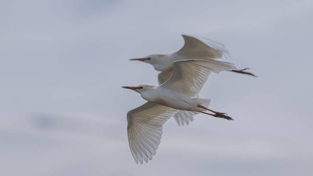 Van Gölü havzasında kuş popülasyonu artıyor 12