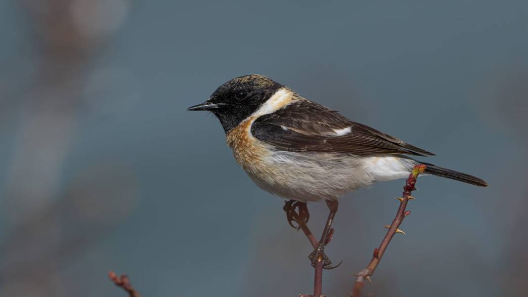 Van Gölü havzasında kuş popülasyonu artıyor 13