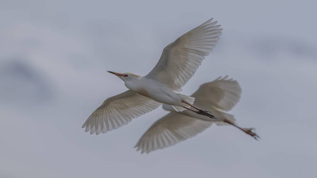 Van Gölü havzasında kuş popülasyonu artıyor 14
