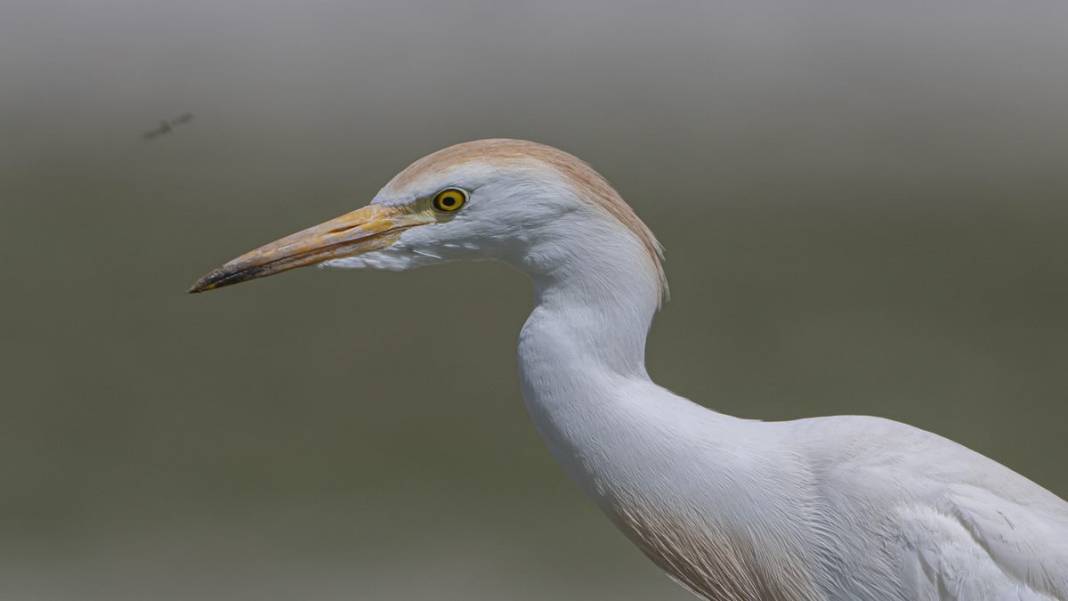 Van Gölü havzasında kuş popülasyonu artıyor 15