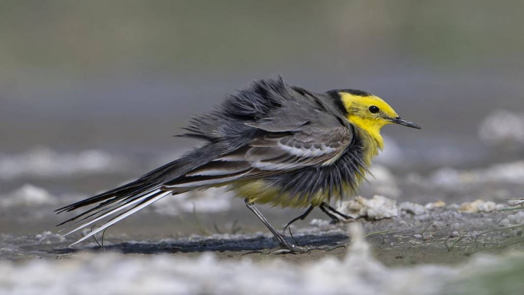 Van Gölü havzasında kuş popülasyonu artıyor 16
