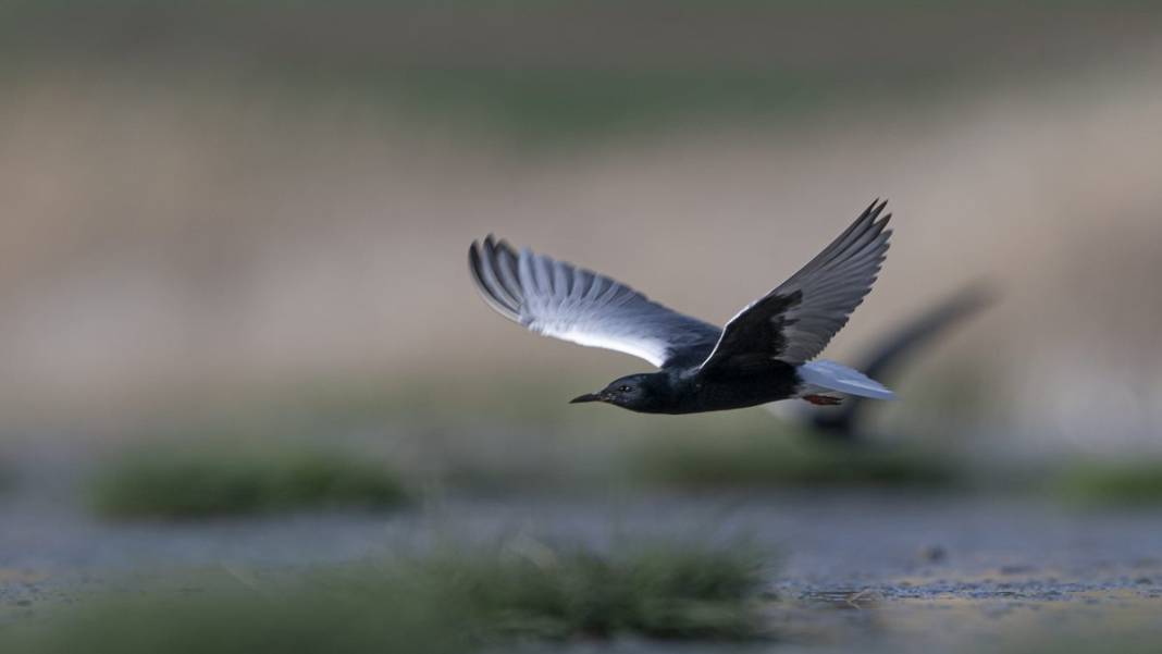Van Gölü havzasında kuş popülasyonu artıyor 2