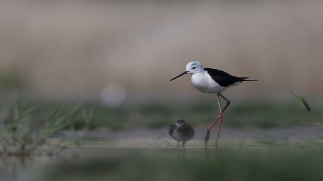 Van Gölü havzasında kuş popülasyonu artıyor 3