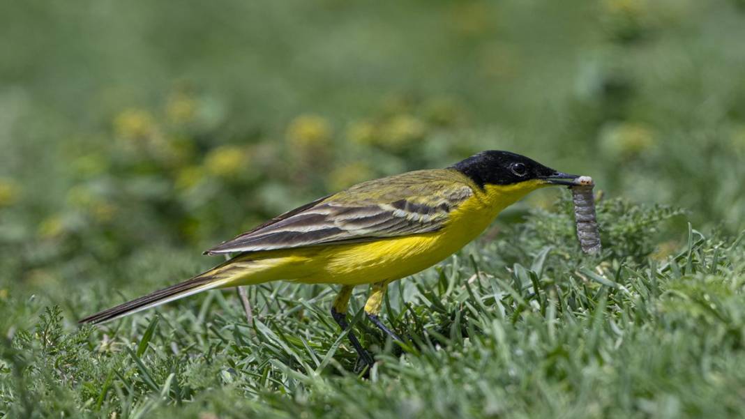 Van Gölü havzasında kuş popülasyonu artıyor 4