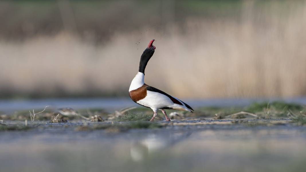 Van Gölü havzasında kuş popülasyonu artıyor 5