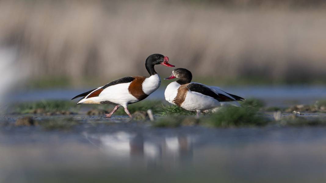 Van Gölü havzasında kuş popülasyonu artıyor 6