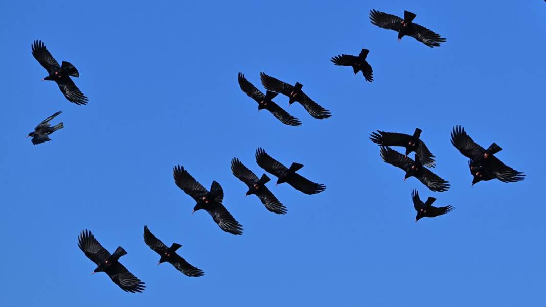 Van Gölü havzasında kuş popülasyonu artıyor 8