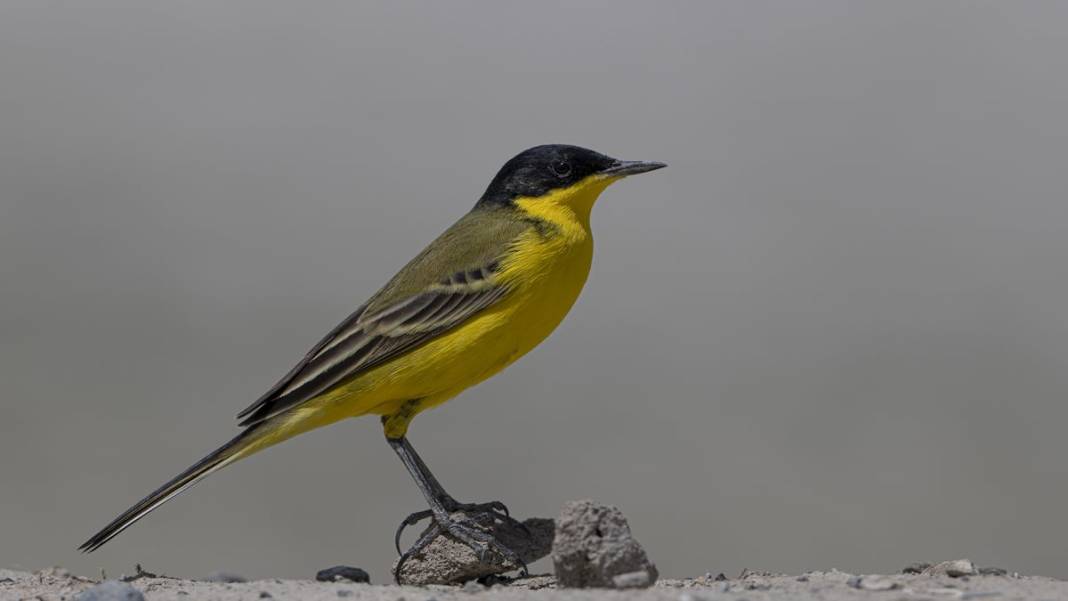 Van Gölü havzasında kuş popülasyonu artıyor 9