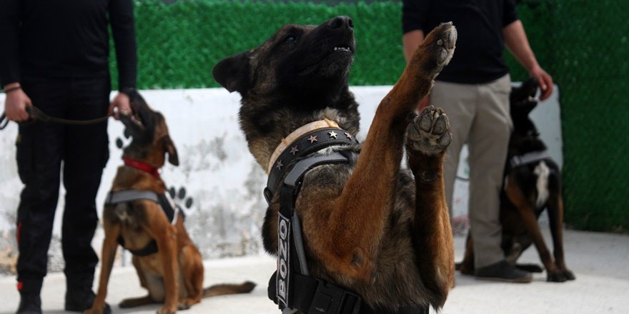 Dedektör köpeklerden  ‘Evde kal’ çağrısı