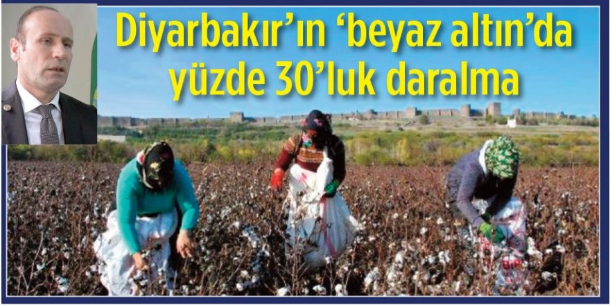 VİDEO - Diyarbakır’ın 'Beyaz Altın'ında yüzde 30’luk daralma