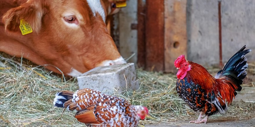 Dünya Hayvan Sağlığı Örgütü: Sığır ve kümes hayvanları Kovid-19'u yaymıyor