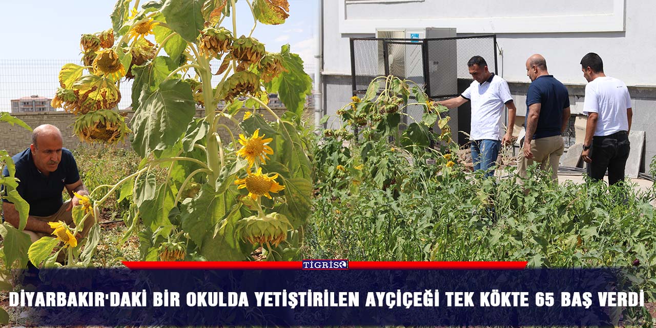 Diyarbakır'daki bir okulda yetiştirilen ayçiçeği tek kökte 65 baş verdi