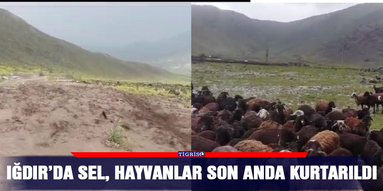 Iğdır’da sel, hayvanlar son anda kurtarıldı