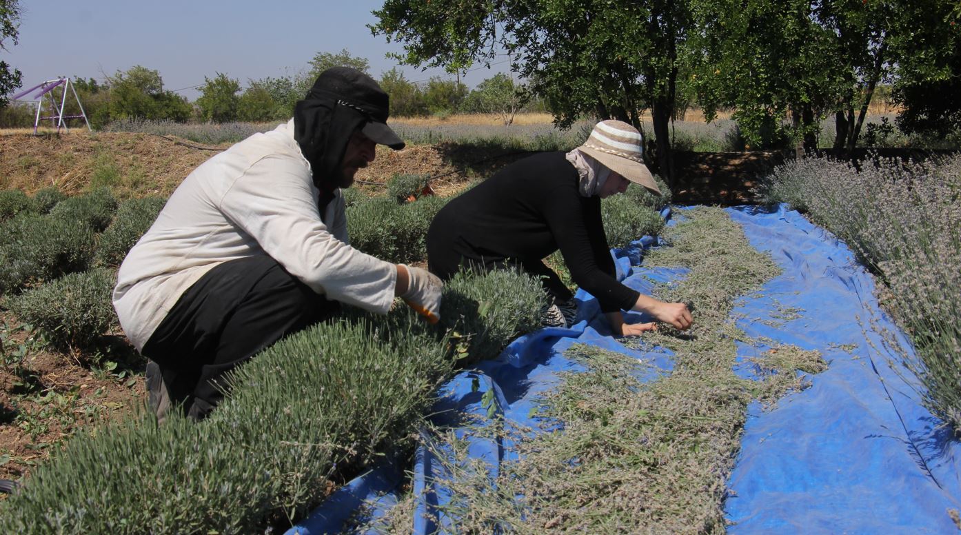 Kilis’te lavanta hasadı