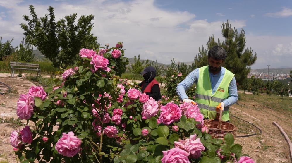 Isparta, 'gül toniği' üretiyor