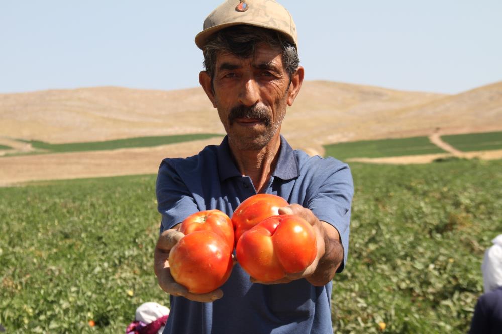 Elazığ domatesi dünya sofralarında