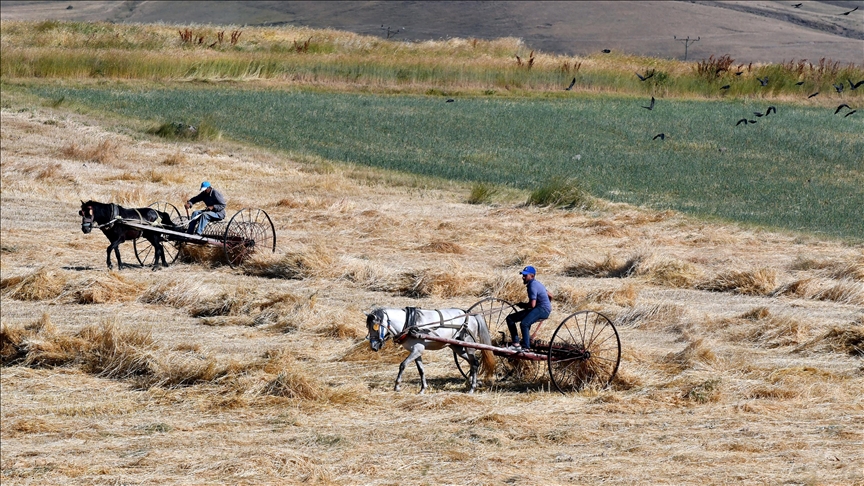 Aşırı sıcakta arpa hasadı