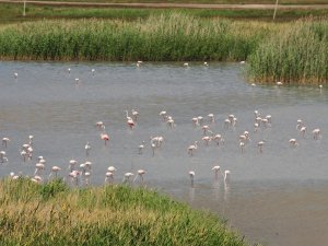 Van’da flamingoların görsel şöleni