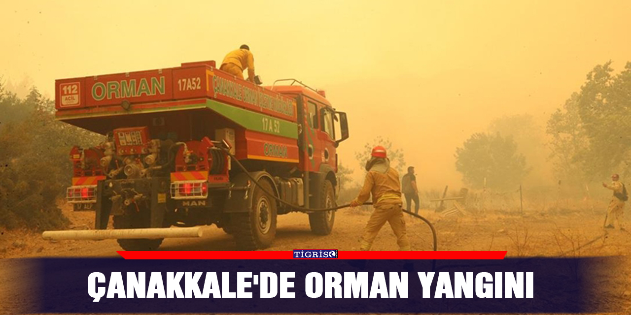 Çanakkale'de orman yangını