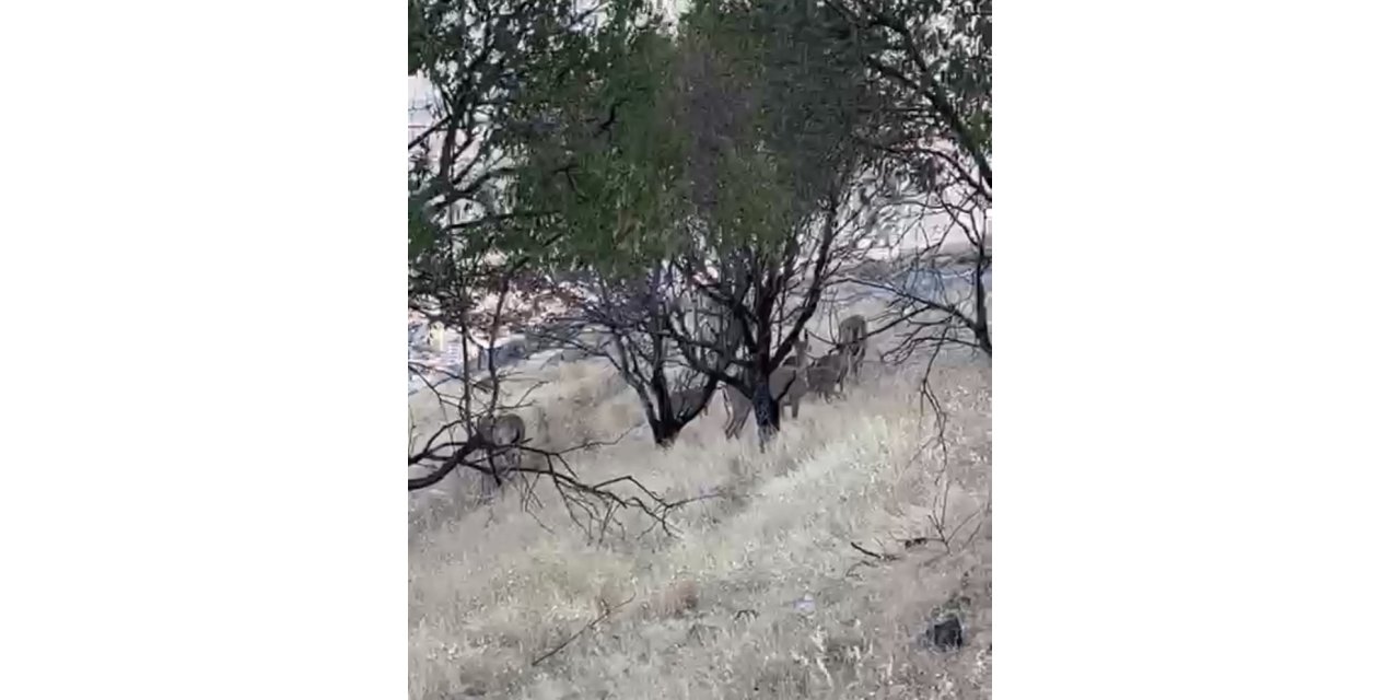 Elazığ'da dağ keçileri sürüsü