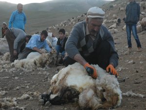 Van’da koyun kırpma sezonu açıldı