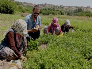 Kadın emeği Hevsel’de de sömürülüyor