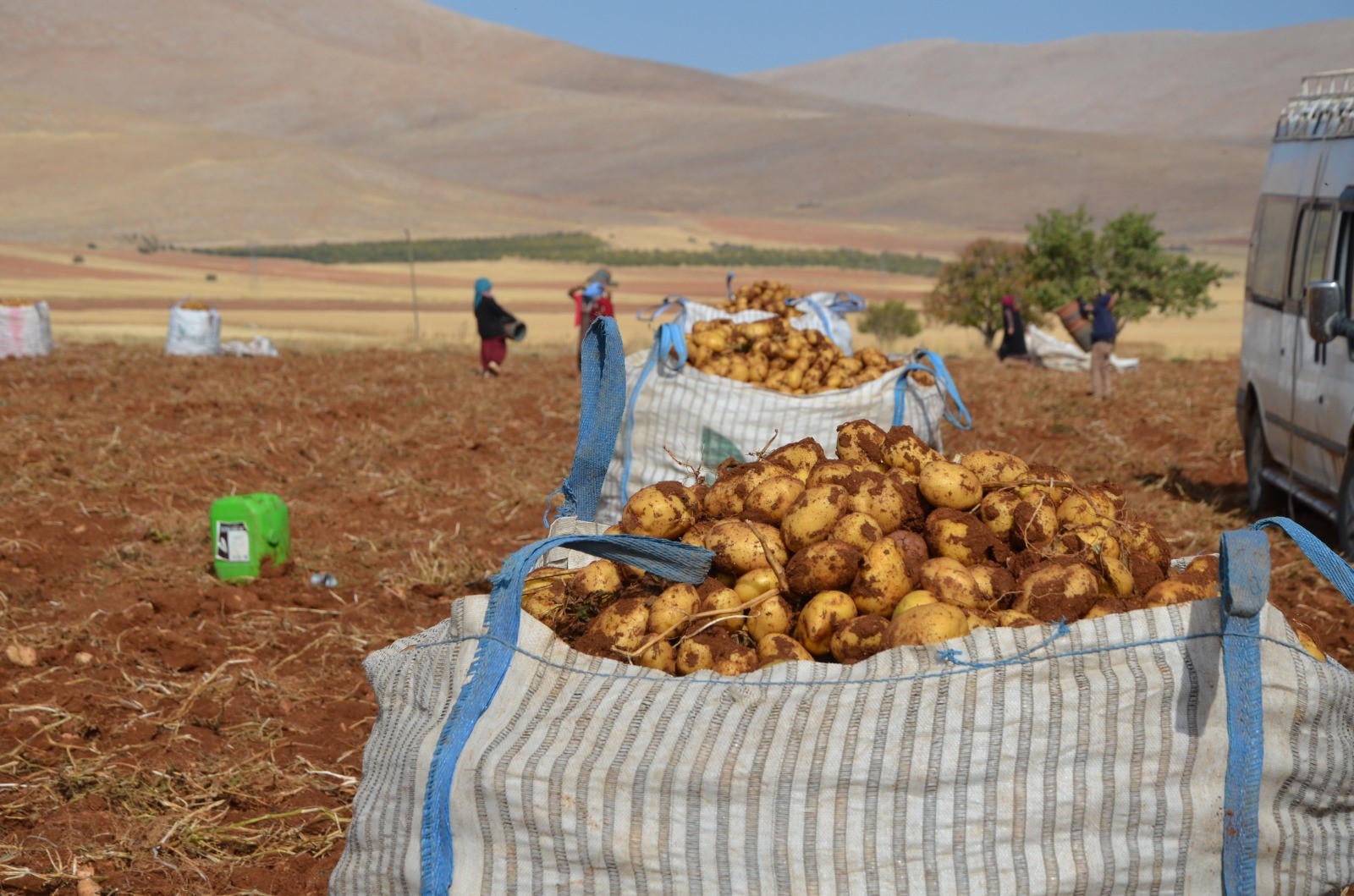 Malatya’da patates hasadı başladı