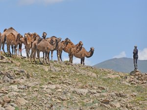 "Güreş develeri" Van'ın yaylalarında yetiştiriliyor