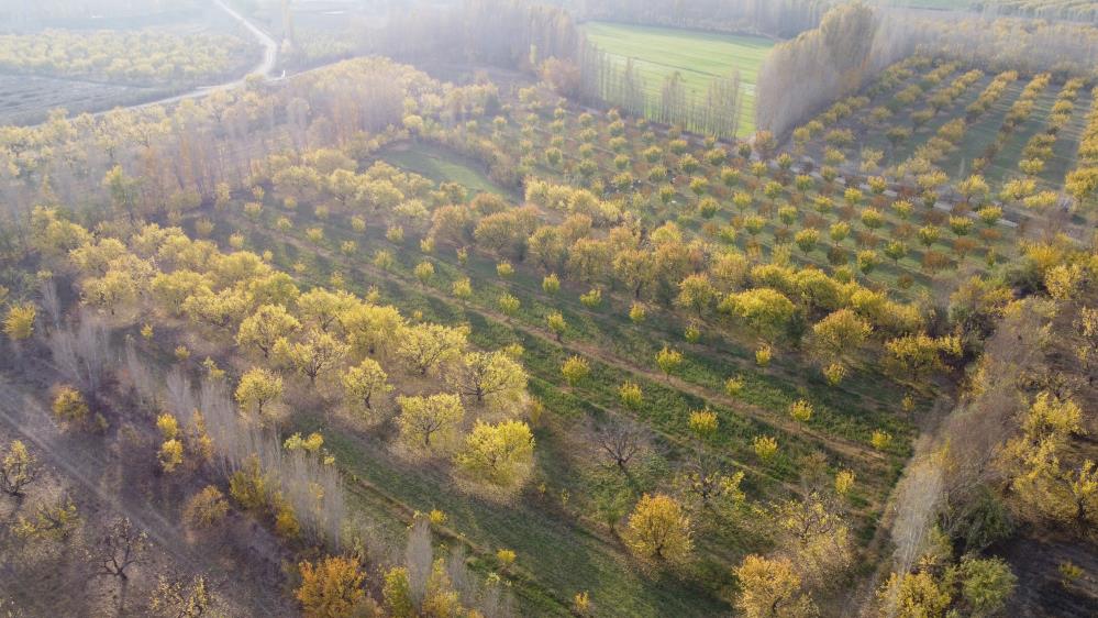 Iğdır'da sonbaharın son demleri göz kamaştırdı