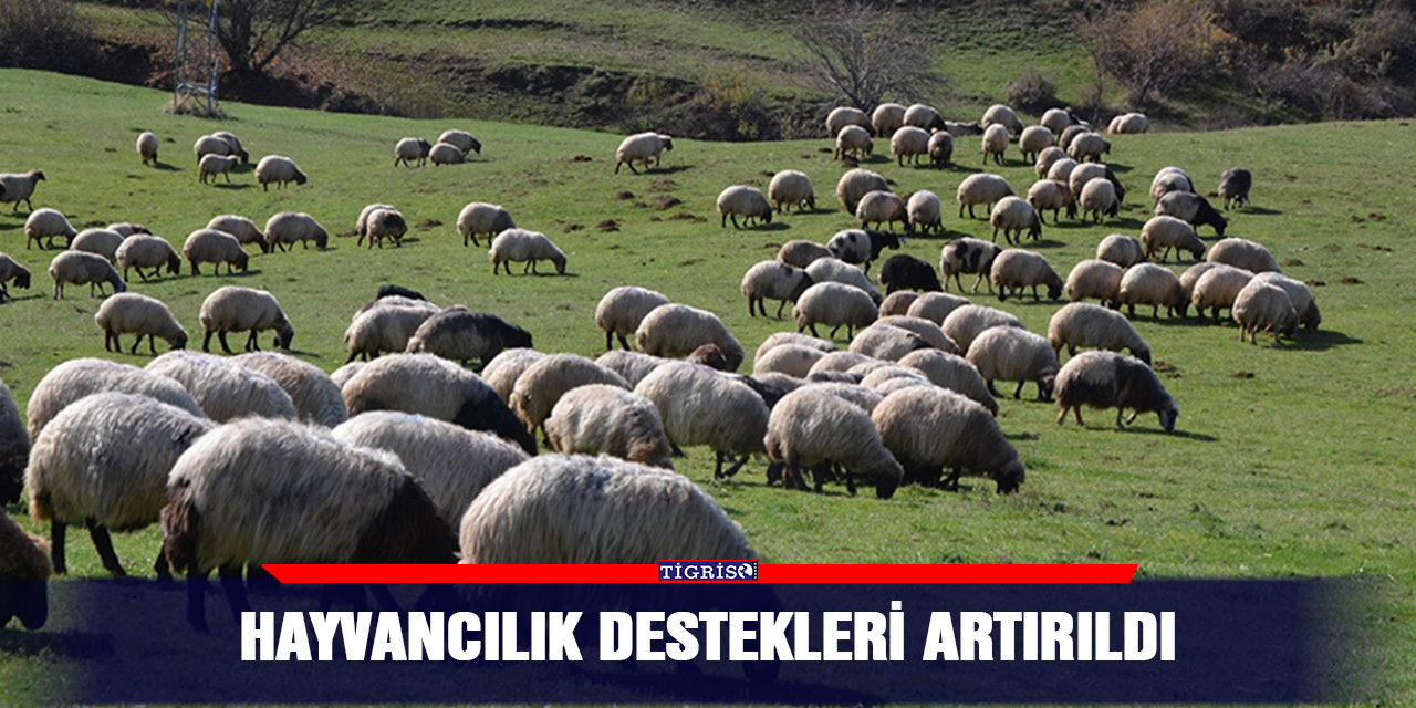 Hayvancılık destekleri artırıldı