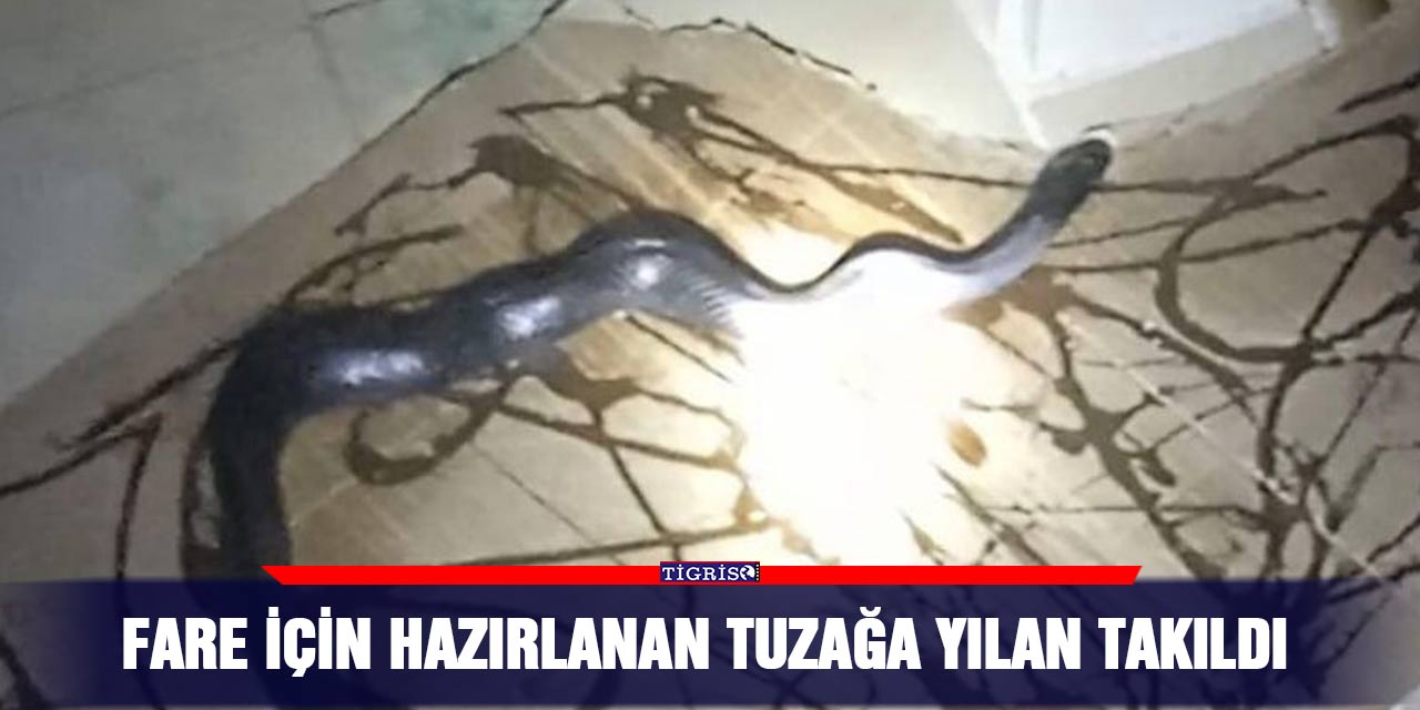 Fare için hazırlanan tuzağa yılan takıldı