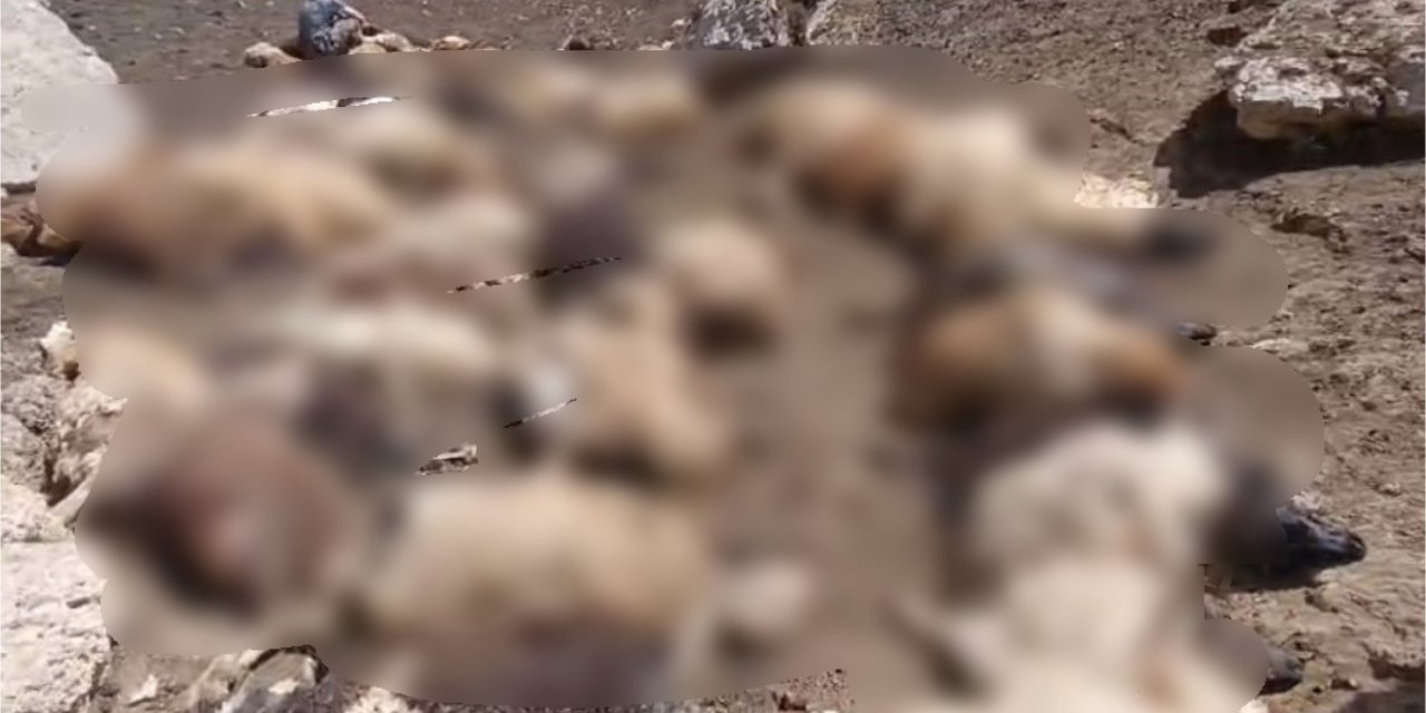 Sürüye kurtlar saldırdı, 74 koyun telef oldu