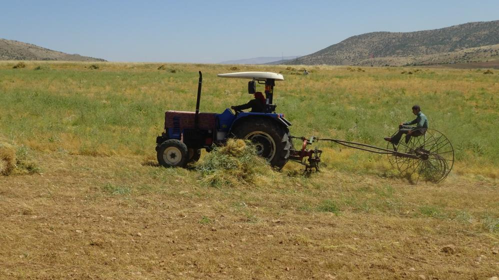 Mercimek çiftçinin yüzünü güldürdü