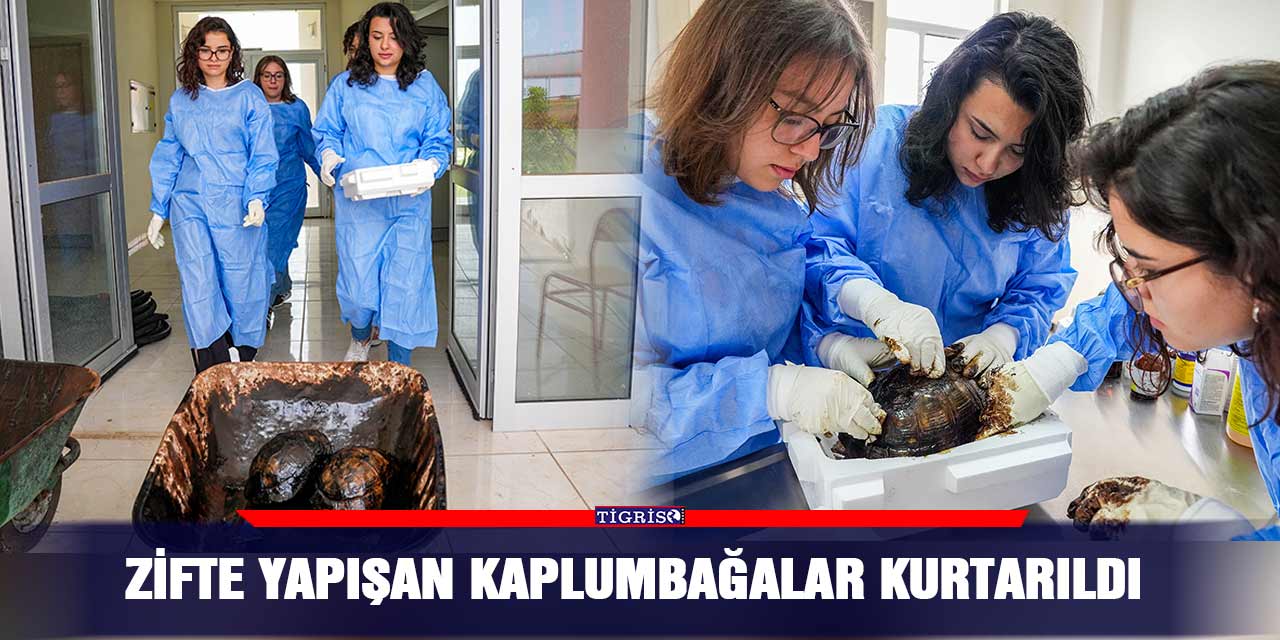 Zifte yapışan kaplumbağalar kurtarıldı