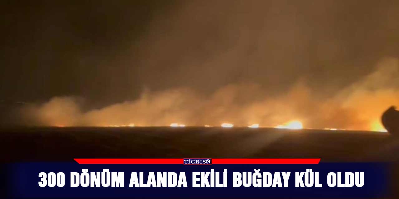 300 dönüm alanda ekili buğday kül oldu