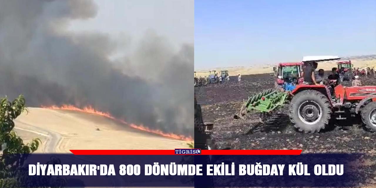 Diyarbakır'da 800 dönümde ekili buğday kül oldu