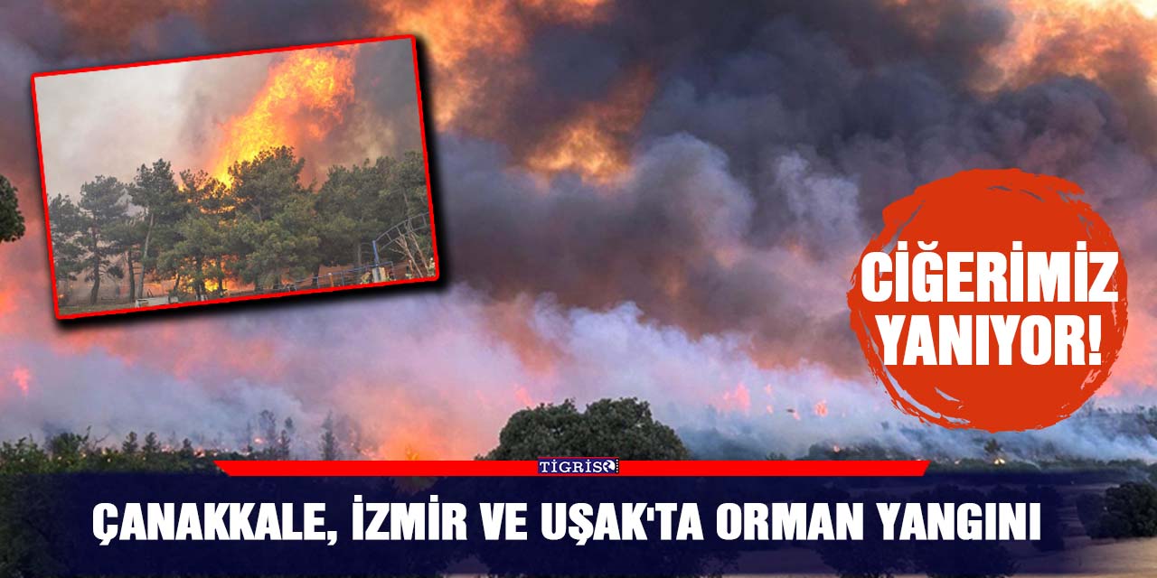 Çanakkale, İzmir ve Uşak'ta orman yangını