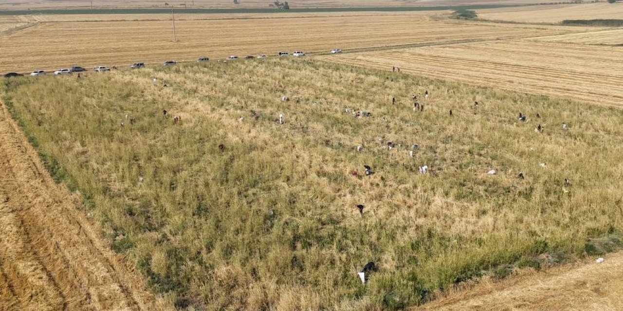 Satamadığı soğanı hayrına dağıttı