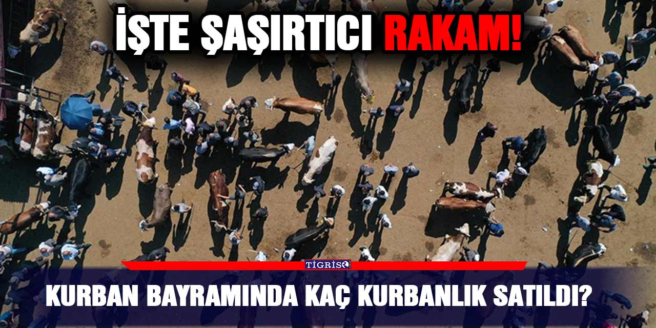 Kurban Bayramında Kaç Kurbanlık Satıldı? İşte Şaşırtıcı Rakam!