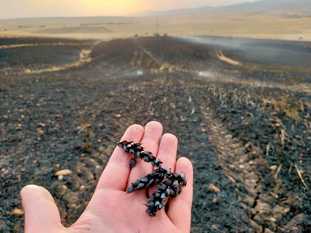 Diyarbakır'da 130 dönüm ekin kül oldu