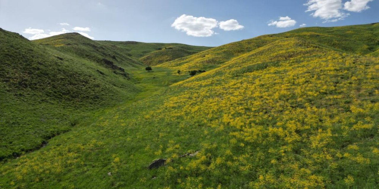 Şırnak dağları yeşil-sarı