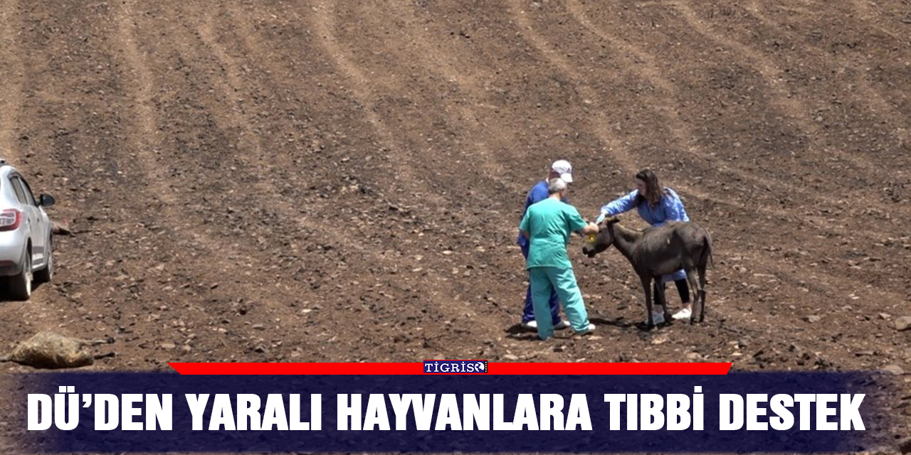 DÜ’den yaralı hayvanlara tıbbi destek