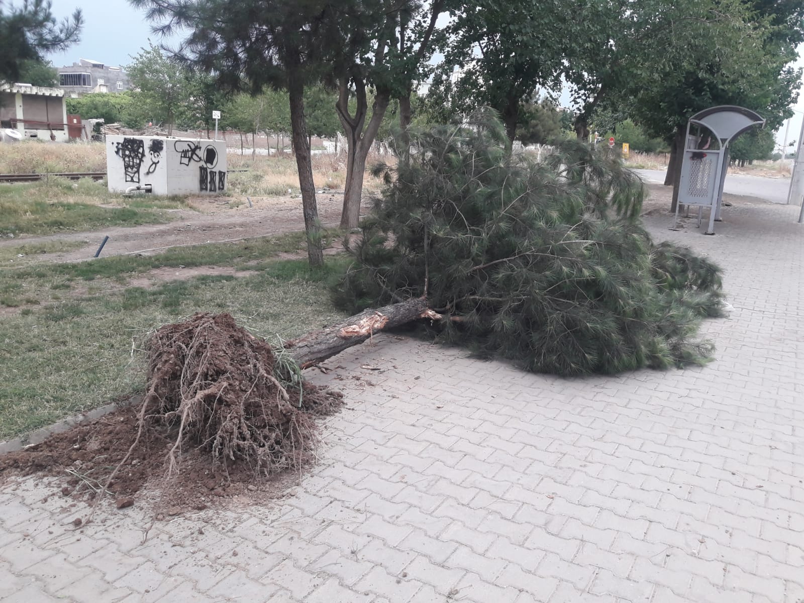 Diyarbakır’da fırtına ağacı kökünden söktü