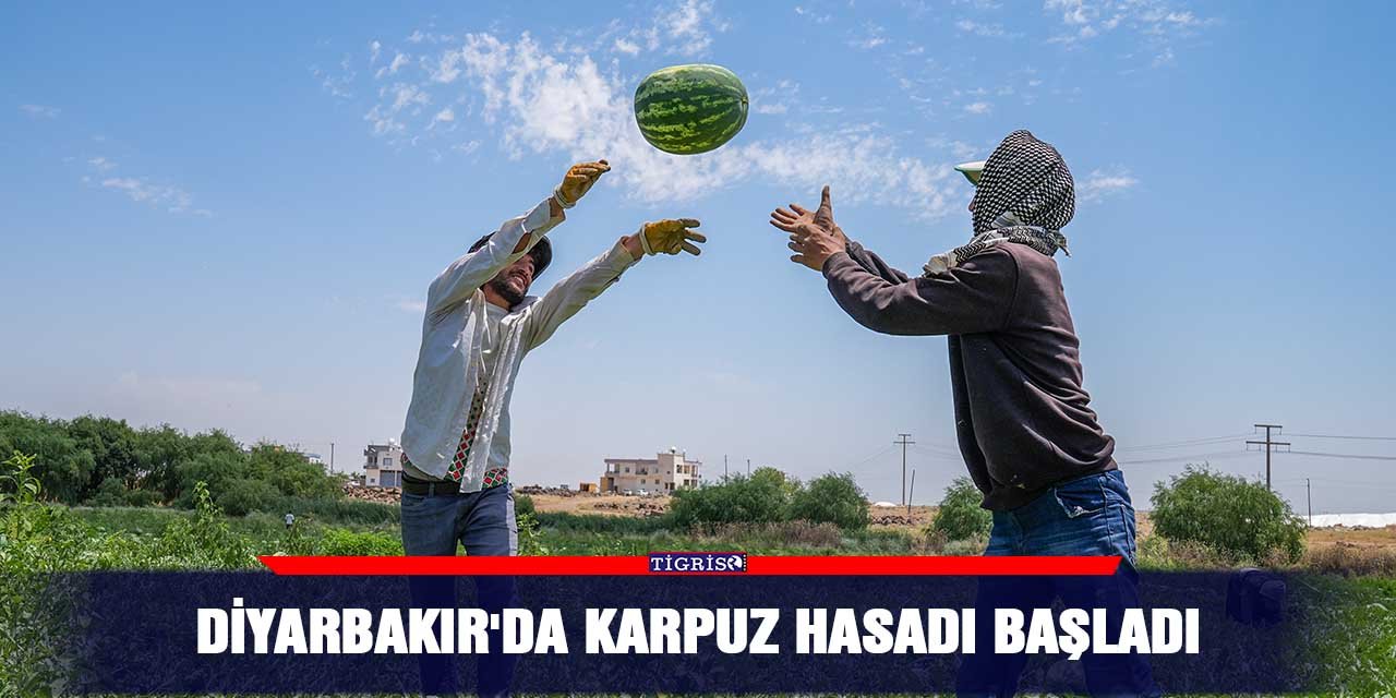 Diyarbakır'da karpuz hasadı başladı