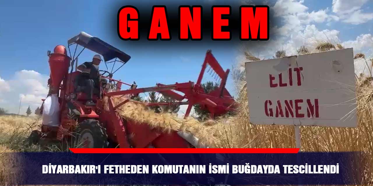 VİDEO - Diyarbakır'ı fetheden komutanın ismi buğdayda tescillendi: GANEM