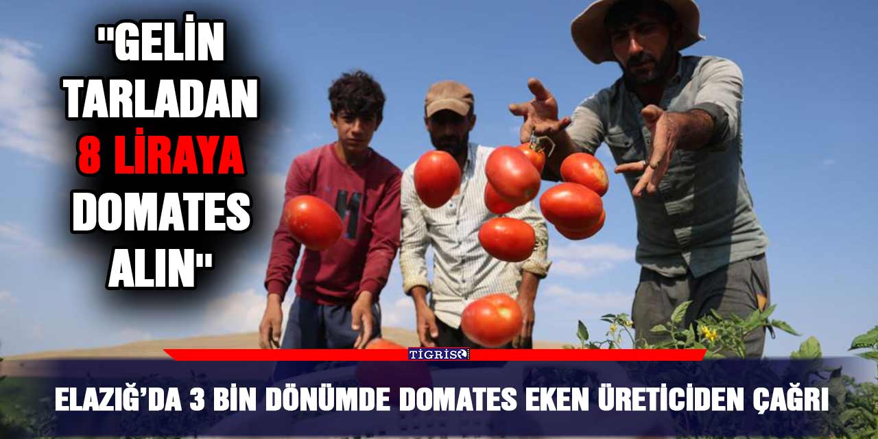Elazığ’da 3 bin dönümde domates eken üreticiden çağrı