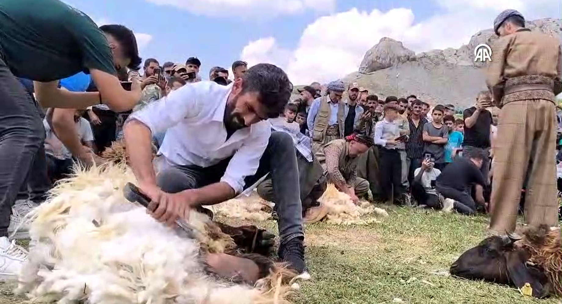 Laleşin Yaylasında, kuzu kırpma festivali