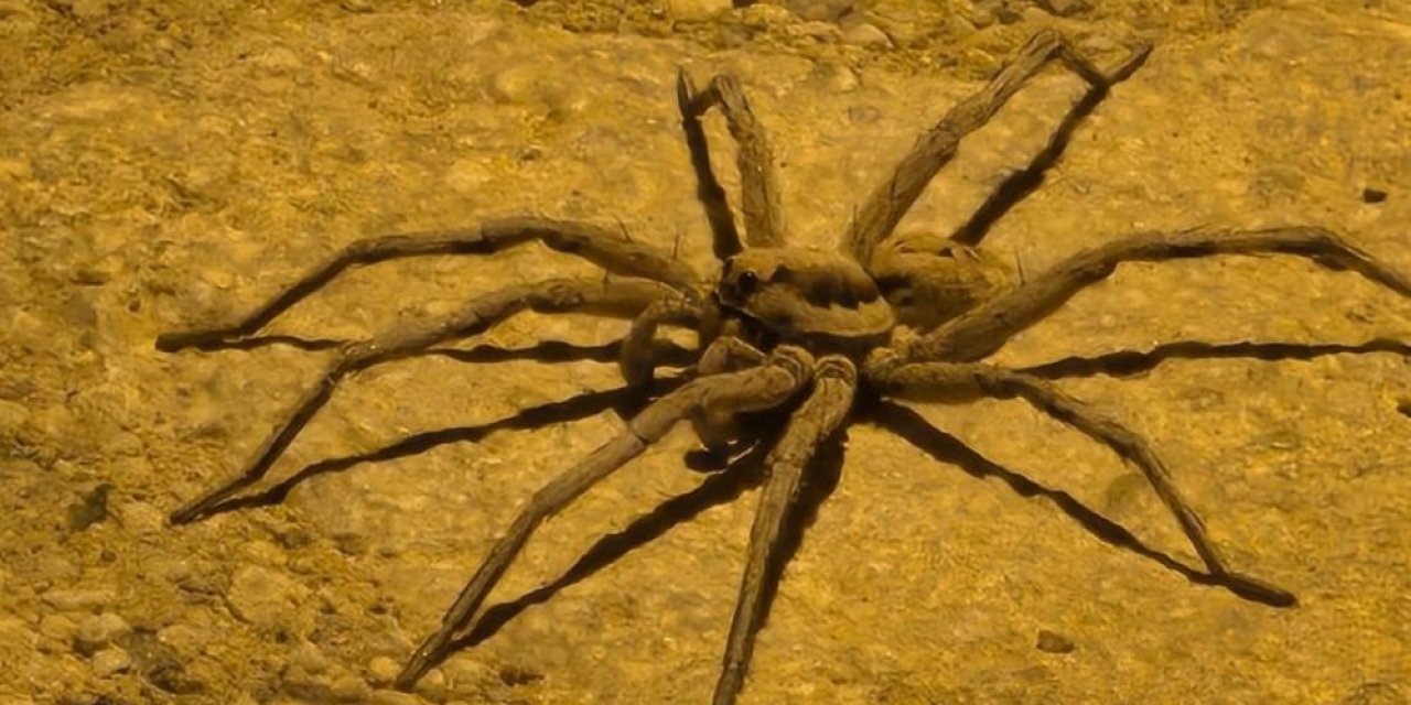 Yüksekova’da zoropsis familyasına ait 8 bacaklı örümcek görüntülendi
